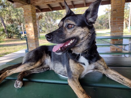 Entry image for Baylie . Clicking this image will show a larger photo