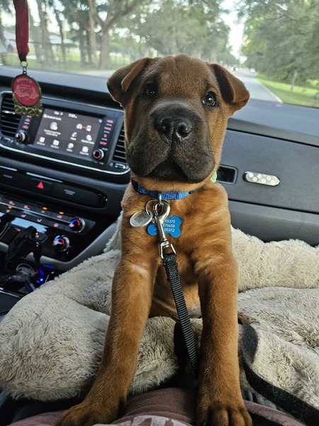 Entry image for Brownie . Clicking this image will show a larger photo