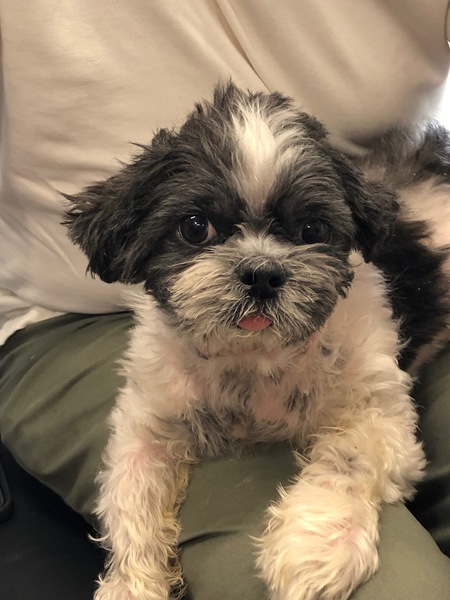 Entry image for Brody. Clicking this image will show a larger photo