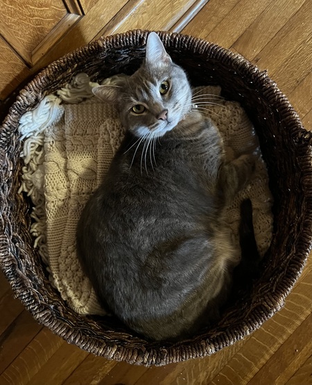 Momma Kitty