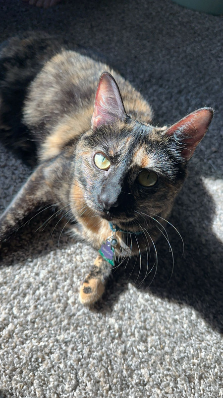 Mochi