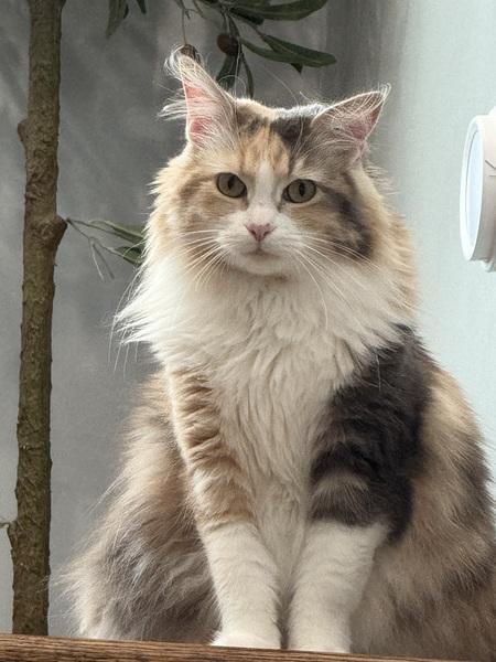 Entry image for Ziva. Clicking this image will show a larger photo