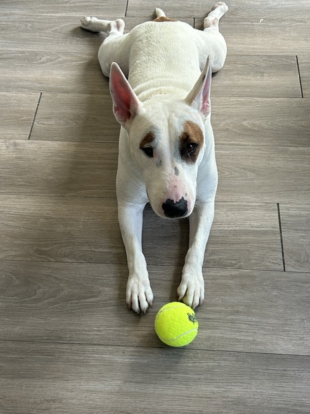 Bruce the Bull Terrier 