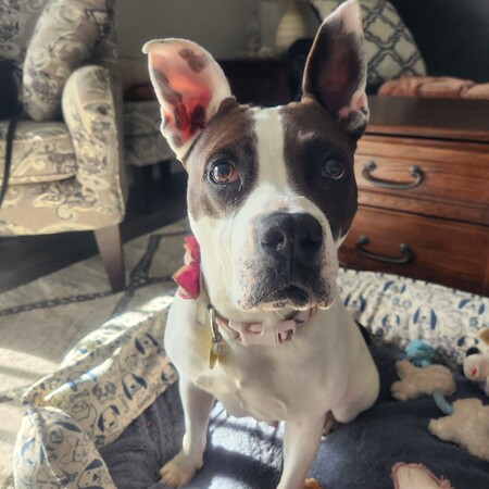 Remi