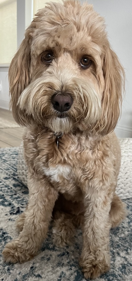 Entry image for Beaux . Clicking this image will show a larger photo