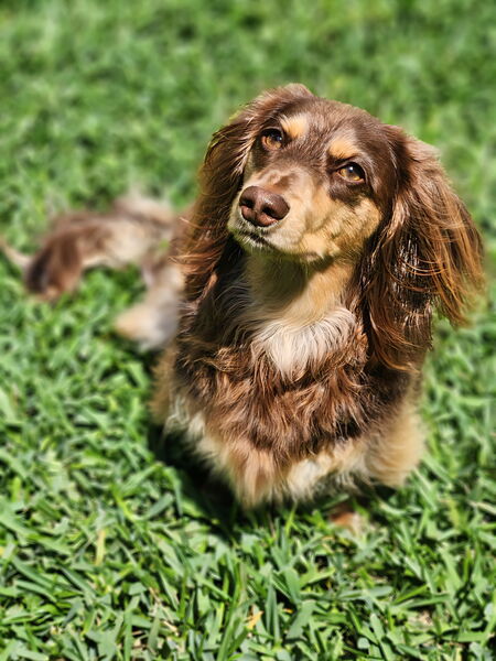 Bentley