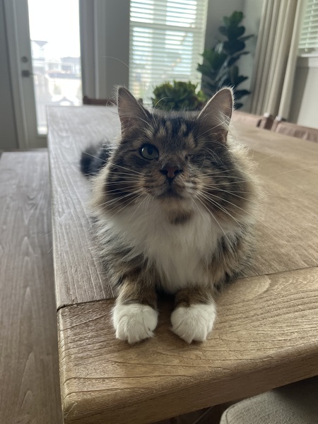 Family Cat