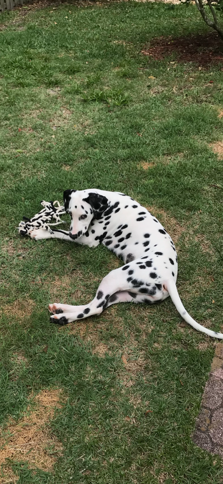 Daisy 