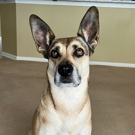 Nala