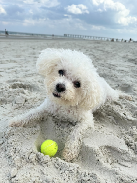 Albert