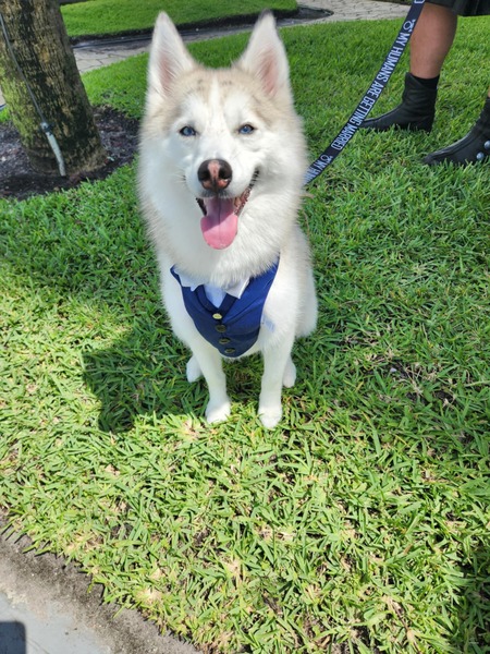 Apollo