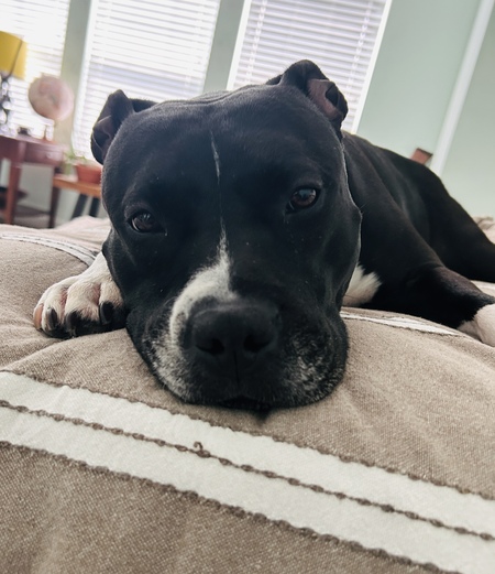 Gigi