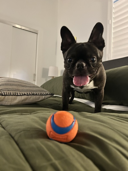 Alfred