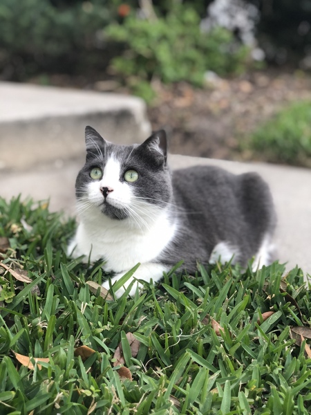 Evie