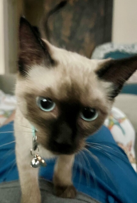 Nala