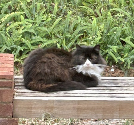 Sylvester