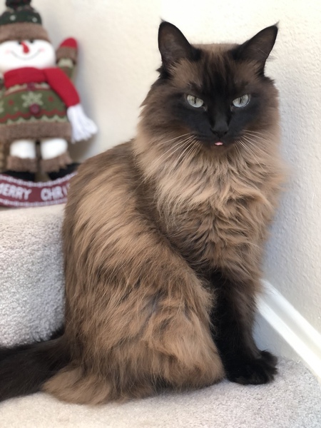 Kasha