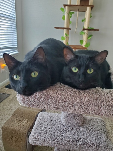 Dill and Fig