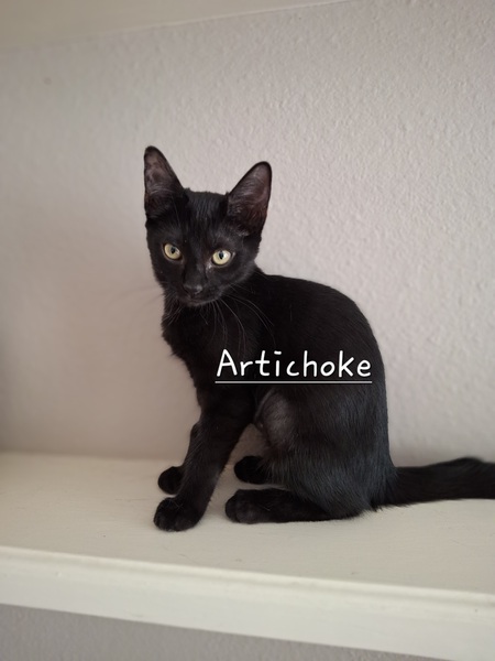 Artichoke 