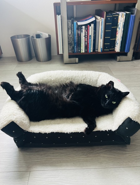 Bruja