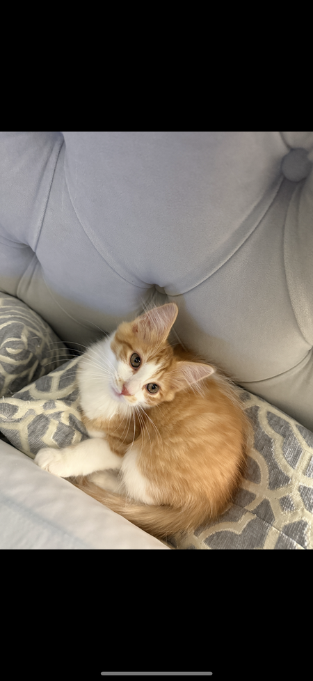 Entry image for Nemo. Clicking this image will show a larger photo