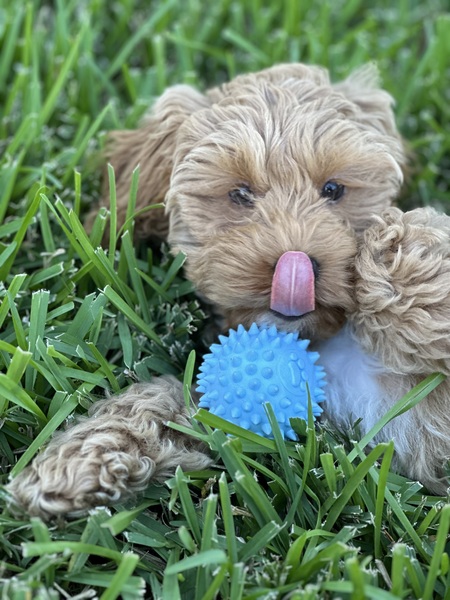 Entry image for Eliyo Giga. Clicking this image will show a larger photo