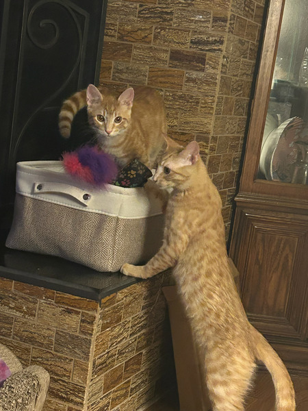 Entry image for Butter and Scotch. Clicking this image will show a larger photo