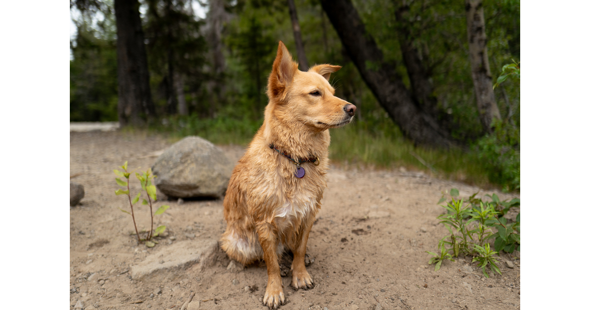 Vote for Auggie 2026 Oregon Dog Rescue Calendar Contest sponsored by