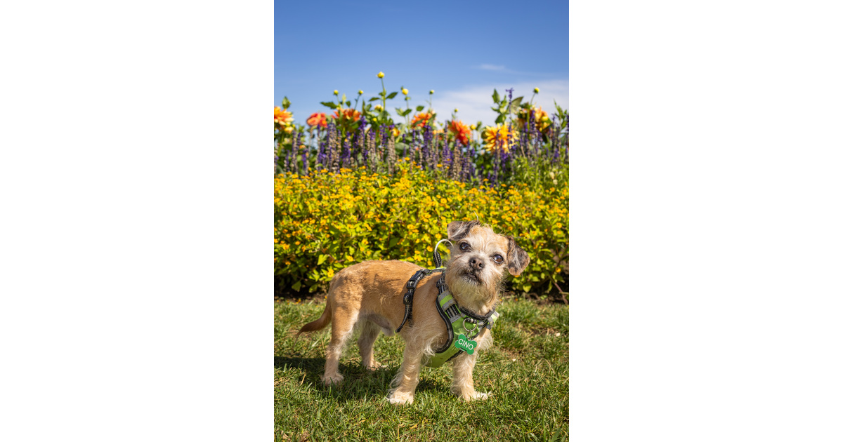Vote for Cappuccino 2026 Oregon Dog Rescue Calendar Contest sponsored