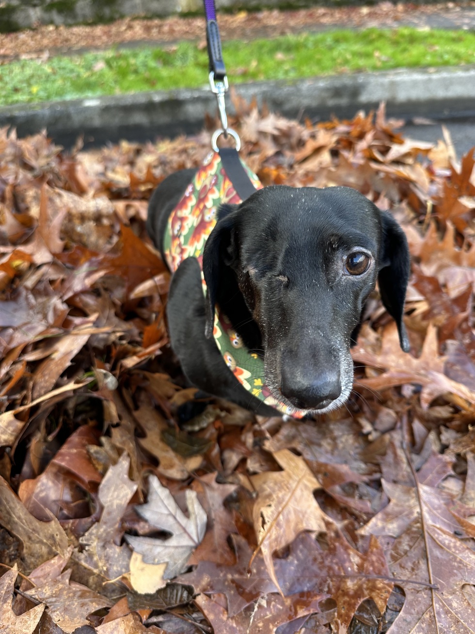 Vote for Inge 2026 Oregon Dog Rescue Calendar Contest sponsored by