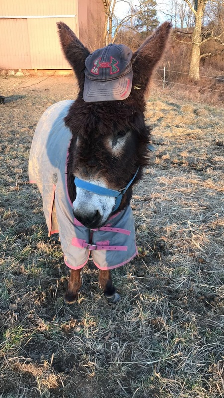 Thelma the Guard Donkey