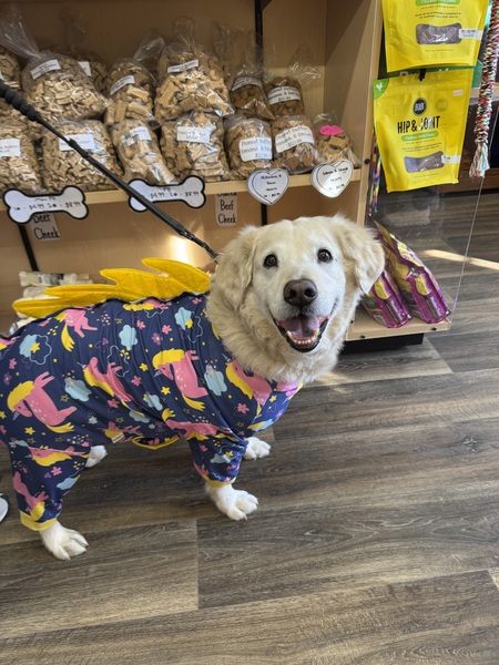 Shiloh, Director of Barketing