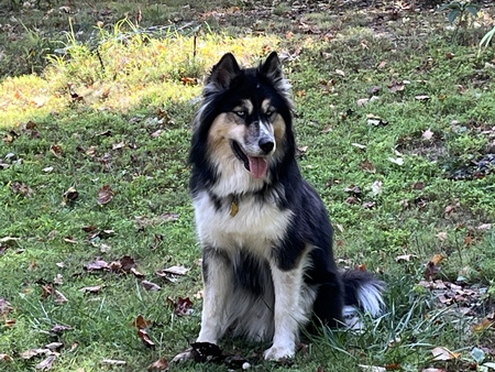 Zorro