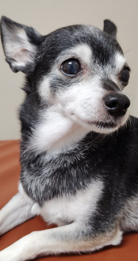 Maya Lou