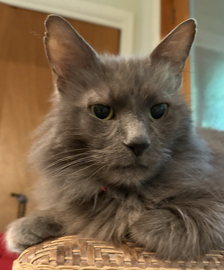 Oscar