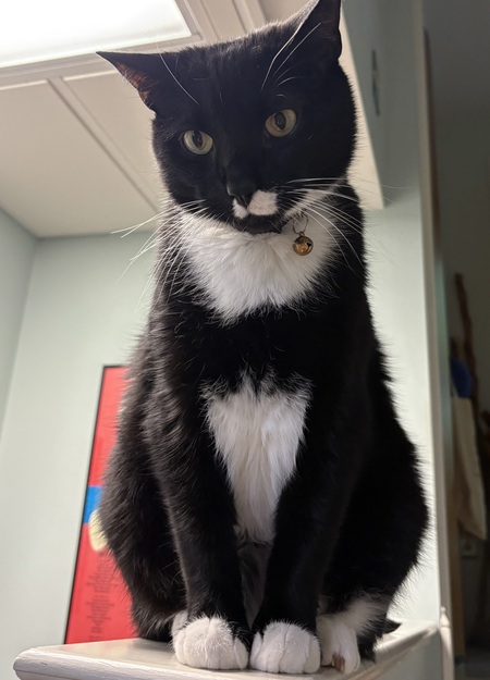 Maestro