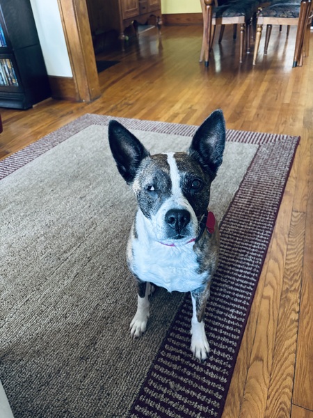 Gertie