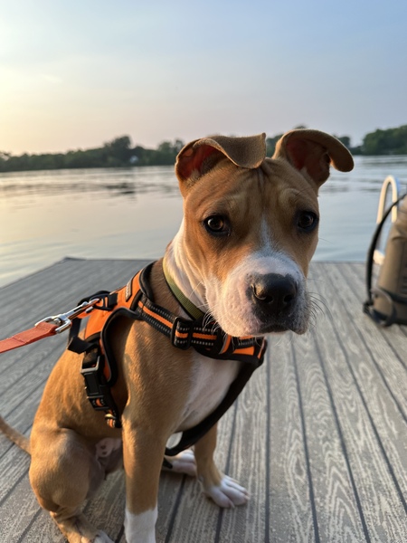 Coco Bean 