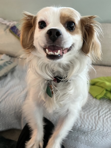Buddy