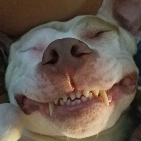 Norman