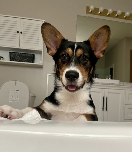 Bowie