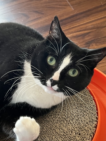 Gracie