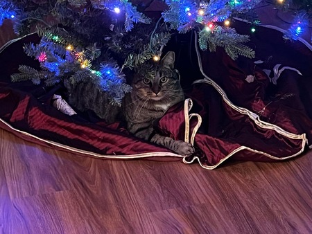 Entry image for Ash. Clicking this image will show a larger photo