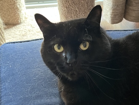 Onyx 