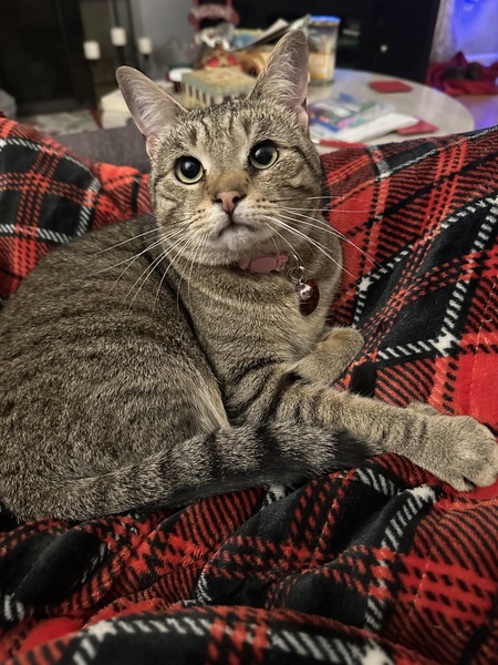 Hazel