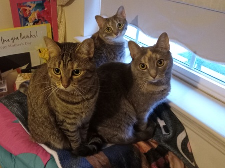 Abbie, Mollie, & Claire