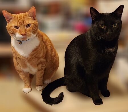 Spike and Pepper Jack