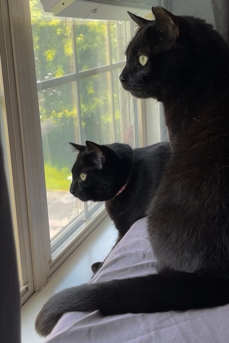 Wednesday & Salem
