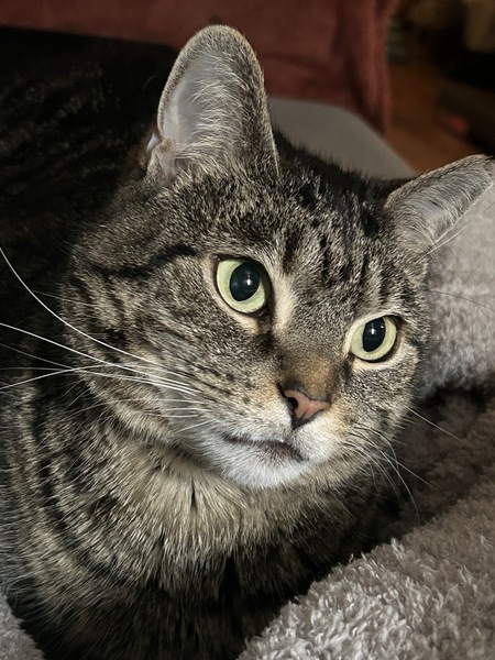 Stella 