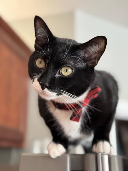 Pixel